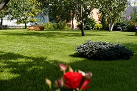 Газон после укладки