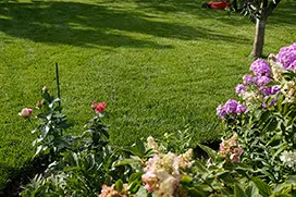 Газон после укладки