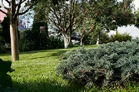 Газон после укладки