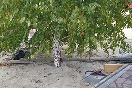 Озеленение территории, до