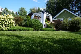 Готовый газон из 100% мятлика, устойчивый к вытаптыванию, объект в Тюменском районе