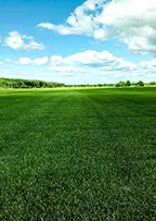 Производство рулонного газона Премиум в Тюмени: вид на поля с мятликом