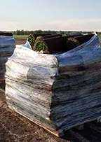 Готовый газон на поддонах для доставки заказчикам по Тюменской области