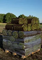 Натуральный мятликовый газон на поддонах — отгрузка свежей партии, Тюмень